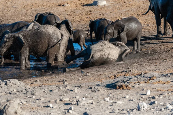 Una Manada Elefantes Africanos Loxodonta Africana Bañándose Pozo Agua Parque —  Fotos de Stock