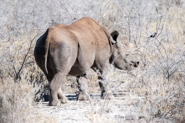 Černý Nosorožce Kupleros Žrát Planinách Národním Parku Etosha Namibii — Stock fotografie