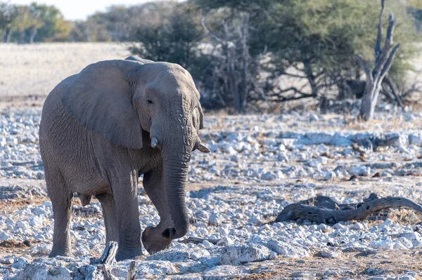 Telefoto Elefante Africano Loxodonta Africana Aproximando Buraco Água Parque Nacional — Fotografia de Stock