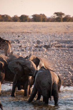 Afrika fili Loxodonta Africana sürüsünün Etosha Ulusal Parkı 'ndaki bir su birikintisinde banyo yaparken çekilmiş resmi..
