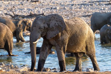 Namibya 'daki Etosha Ulusal Parkı' ndaki bir su birikintisinde altın saat boyunca banyo yapan bir fil sürüsü..