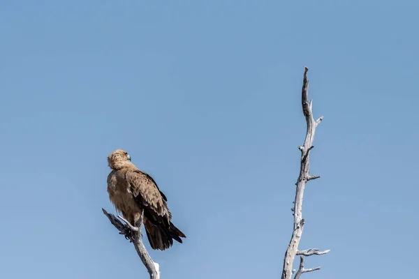 Primer Plano Águila Tawny Aquila Rapax Sentado Una Copa Árbol — Foto de Stock