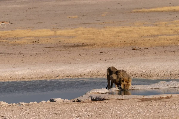 Close Male Lion Panthera Leo Drinking Waterhole Etosha National Park — Fotografia de Stock