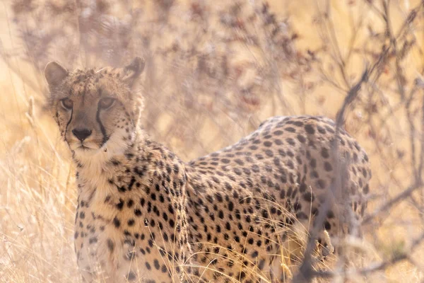 Telephoto Show Cheeta Hiding Bushes Etosha National Park Namibia — Stockfoto