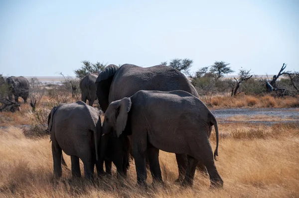 Una Manada Elefantes Africanos Loxodonta Africana Está Pastando Las Llanuras —  Fotos de Stock