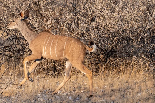 Telephoto Shot Greater Kudu Tragelaphus Strepsiceros Etosha National Park Namibia — Foto de Stock