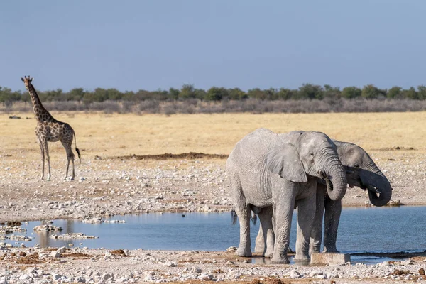 Телефото Двух Гигантских Африканских Слонов Локсодонтов Одного Ангольского Жирафа Жирафа — стоковое фото