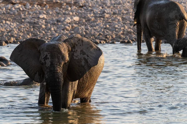 포토는에 공원에 물웅덩이에서 목욕을 아프리카코끼리 아프리카나의 무리를 촬영했다 — 스톡 사진
