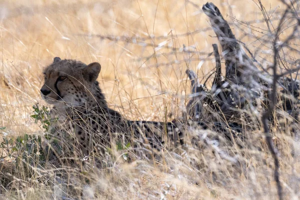 stock image Telephoto show of a cheeta hiding in the bushes in Etosha National Park, Namibia.