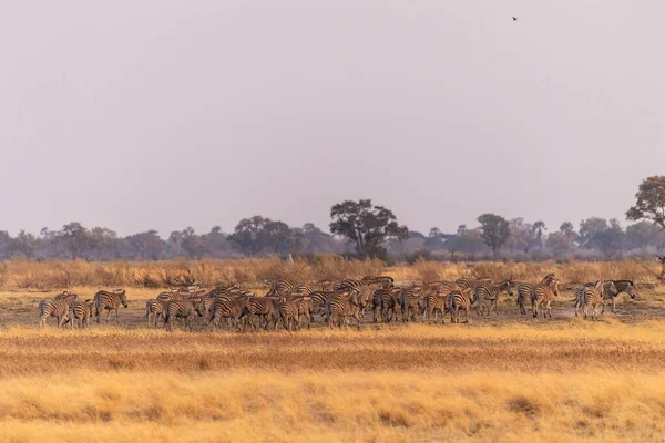 Telephoto Shot Large Herd Burchells Plains Zebras Equus Quagga Burchelli — Foto de Stock
