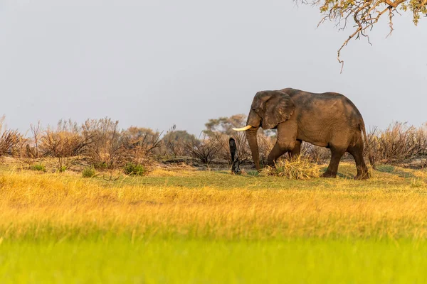 Egy Nagy Hím Afrikai Elefánt Loxodonta Africana Okavango Folyó Mellett — Stock Fotó