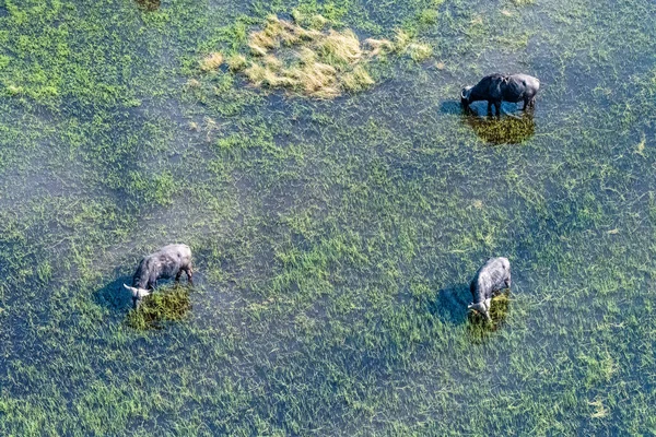 Arial Telephoto Shot African Buffalo Syncerus Caffer Grazing Okavango Delta — Stockfoto