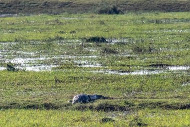 Botswana 'daki Chobe nehrinin kıyısında dinlenen bir timsah timsahının telefon çekimleri..