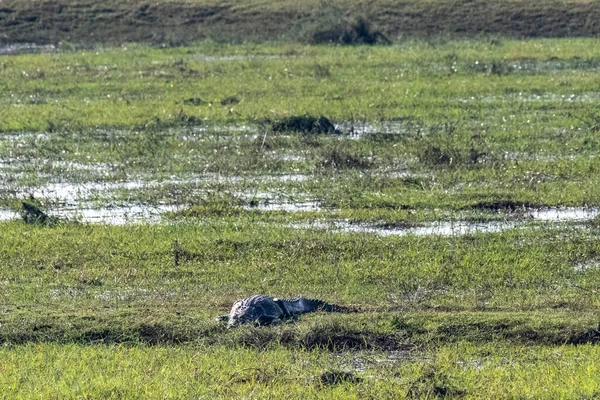 Telefoto Cocodrilo Del Nilo Crocodylus Niloticu Descansando Las Orillas Del — Foto de Stock