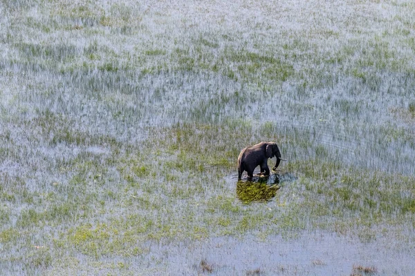 Aerial Telephoto Shot African Elephant Wading Shallow Waters Okavango Delta —  Fotos de Stock
