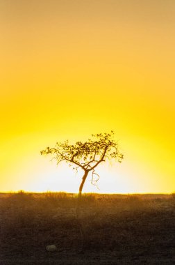 Telephoto shot of a single tree silhoutte, backlit by the setting sun. Near Sesriem Canyon Namibia.