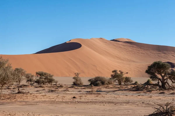 Landscape Shot Sand Dunes Scattered Trees Sossusvlei Namibia — Foto de Stock