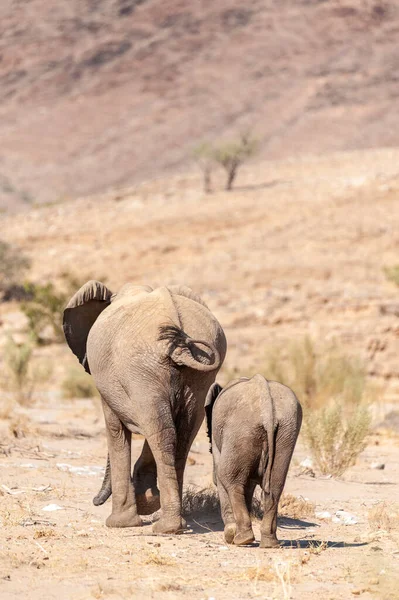 Primer Plano Dos Elefantes Del Desierto Africano Loxodonta Africana Vagando —  Fotos de Stock