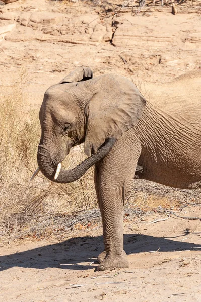 Крупный План Африканского Слона Пустыне Loxodonta Africana Блуждающего Пустыне Северо — стоковое фото