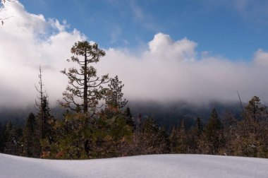 Yosemite Ulusal Parkı 'ndaki Mariposa Korusu' na giden karla kaplı yürüyüş yolunun dışı..