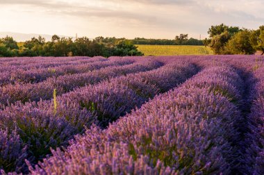 Detail of a lavender field in the Southern French Provence, on a sunny summer afternoon.