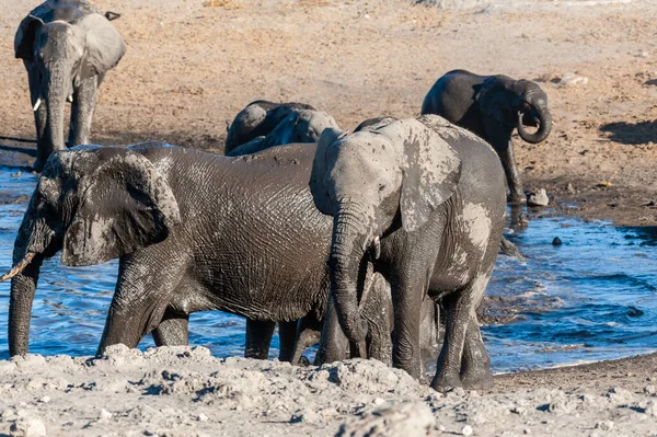 アフリカゾウの群れ ロキセドンタ アフリカナ エトシャ国立公園の水飲み場で入浴 — ストック写真