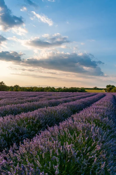 Detail Lavender Field Southern French Provence Sunny Summer Afternoon — Fotografia de Stock