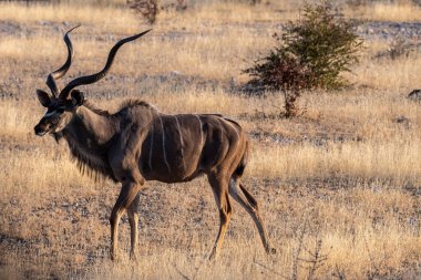 Telephoto shot of a greater kudu -Tragelaphus strepsiceros- in Etosha National Park, Namibia.