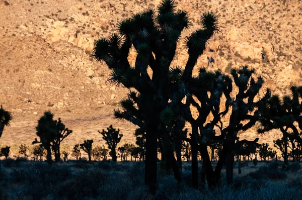 Telephoto Shot Joshua Tree Silhouttes Highlighted Golden Glow Roch Formation — Stock Photo, Image