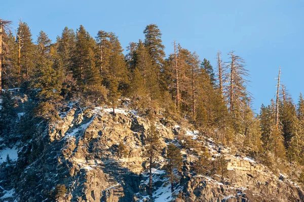 Teleaufnahme Einer Baumgruppe Die Einem Frühen Winternachmittag Yosemite Nationalpark Das — Stockfoto
