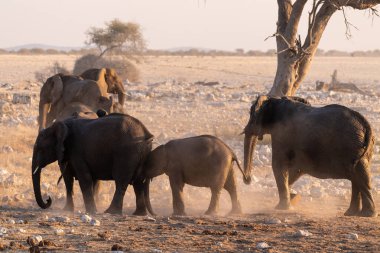 Afrika fili Loxodonta Africana sürüsünün Etosha Ulusal Parkı 'ndaki bir su birikintisinde banyo yaparken çekilmiş resmi..