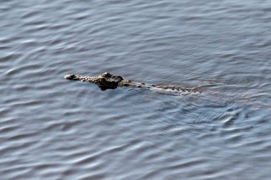 Telephoto shot of a nile crocodile - Crocodylus niloticus- floating in the Chobe river in Botswana.