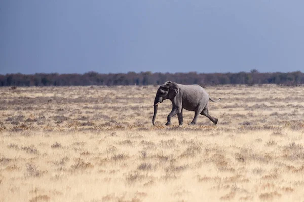 ナミビアのエトーシャ国立公園の平野を走るアフリカゾウ1頭のテレフォト — ストック写真