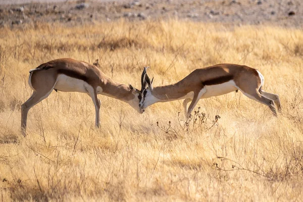 Primer Plano Dos Impalas Aepyceros Melampus Peleando Entre Parque Nacional —  Fotos de Stock