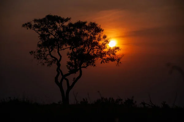 Paisagem Pôr Sol Atrás Uma Árvore Solitária Delta Africano Okavango — Fotografia de Stock