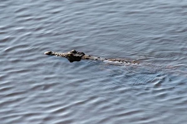 Telephoto Shot Nile Crocodile Crocodylus Niloticus Floating Chobe River Botswana — стоковое фото
