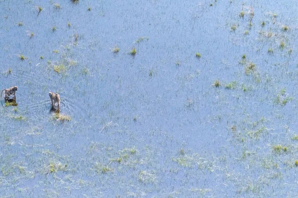 Aerial Telephoto Kuva Nuoresta Paviaaniperheestä Isästä Äidistä Nuoresta Kahlaamassa Okavangon — kuvapankkivalokuva