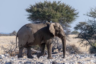 Afrika fili Loxodonta Afrika 'nın Namibya' daki Etosha Ulusal Parkı 'nda yürüdüğünü gösteren bir fotoğraf..