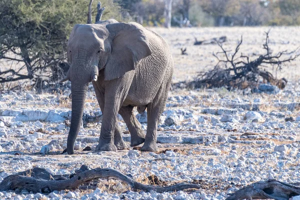 Telefoto Elefante Africano Loxodonta Africana Acercándose Pozo Agua Parque Nacional — Foto de Stock