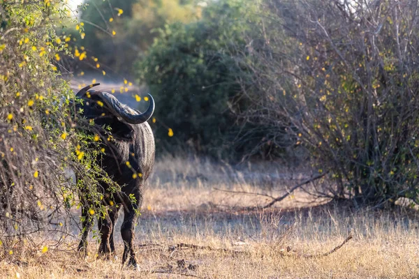 Telefoto Café Africano Buffalo Syncerus Pastoreo Parque Nacional Chobe Botswana —  Fotos de Stock