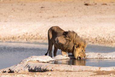 Namibya 'daki Etosha Ulusal Parkı' ndaki bir su birikintisinden su içen erkek aslan Panthera Leo 'nun yakın çekimi..