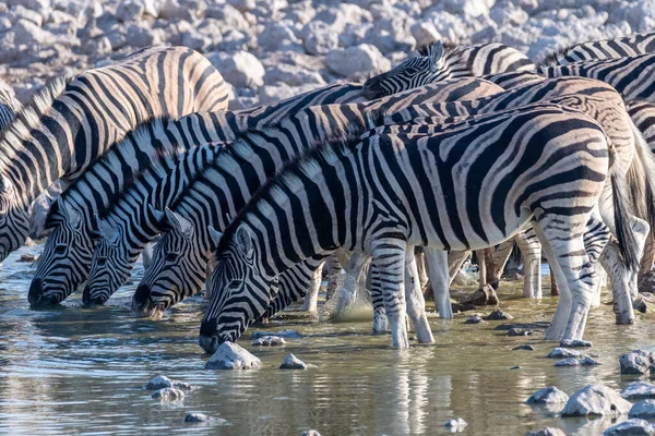 纳米比亚埃托沙国家公园平原上的一群布尔谢尔平原斑马 马库斯类动物 正在从一个水坑中喝水 — 图库照片