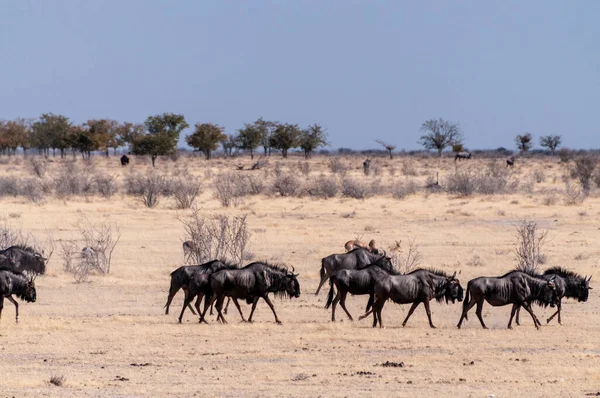 Telephoto Shot Herd Blue Wildebeest Connochaetes Taurinus Trekking Plains Etosha — Stock Photo, Image