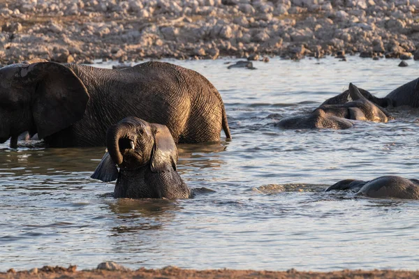 Telefoto Una Manada Elefantes Africanos Loxodonta Africana Tomando Baño Pozo — Foto de Stock