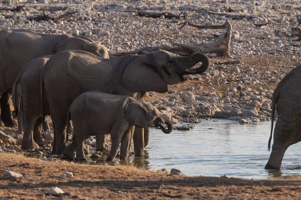 アフリカゾウの群れのテレフォト撮影 ロクソデンタアフリカ 江東社国立公園の水飲み場で入浴 — ストック写真