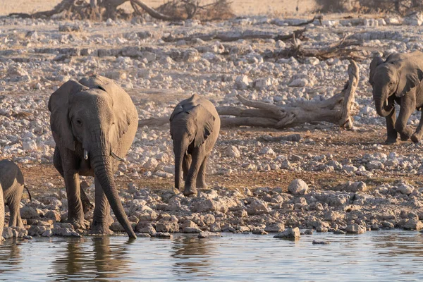 Una Manada Elefantes Africanos Loxodonta Africana Tomando Baño Pozo Agua —  Fotos de Stock