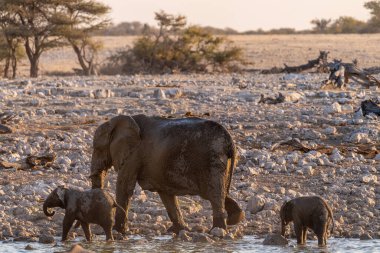 Namibya 'daki Etosha Ulusal Parkı' ndaki bir su birikintisinde altın saat boyunca banyo yapan bir fil sürüsü..