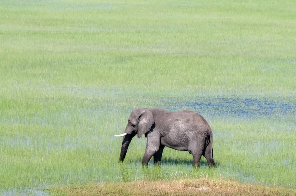 Εναέρια Λήψη Ενός Ελέφαντα Που Διασχίζει Τους Υγρότοπους Δέλτα Του — Φωτογραφία Αρχείου