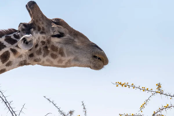Close Angolean Giraffe Eating Berries Tree Etosha National Park — Stockfoto