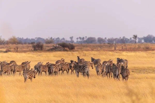 Telefoto Una Grande Mandria Burchells Plains Zebras Equus Quagga Burchelli — Foto Stock